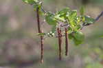 Hazel alder <BR>Tag alder